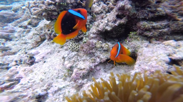 バリカサグ島 バリカサグ シュノーケリング