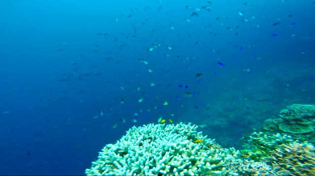 バリカサグ島 バリカサグ ダイビング