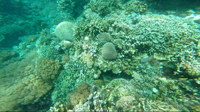 バリカサグ島 バリカサグ ダイビング ツアー