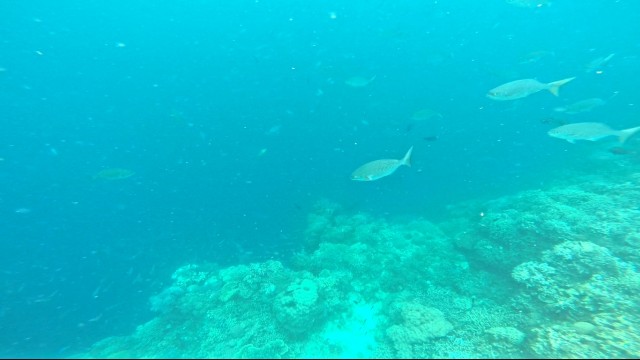 バリカサグ島 バリカサグ シュノーケリング