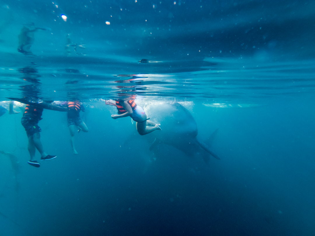セブ島でジンベイザメと泳ぐ体験